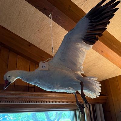 Sale Photo Thumbnail #247: In flight duck taxidermy piece