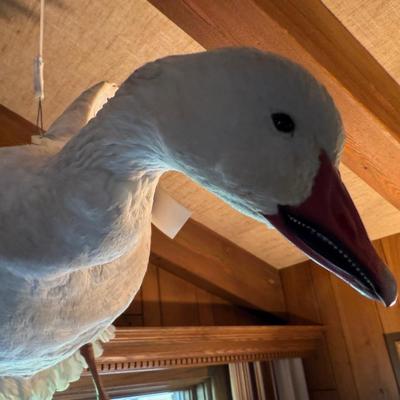 Sale Photo Thumbnail #250: In flight duck taxidermy piece
