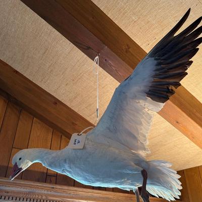 Sale Photo Thumbnail #248: In flight duck taxidermy piece