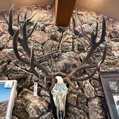 Sale Photo Thumbnail #257: Heavy & Tall Taxidermy Skull Mount