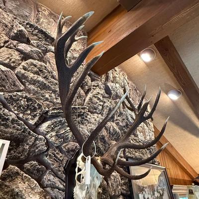 Sale Photo Thumbnail #259: Heavy & Tall Taxidermy Skull Mount
