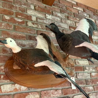 Sale Photo Thumbnail #401: pair of matching flying taxidermy ducks on stand