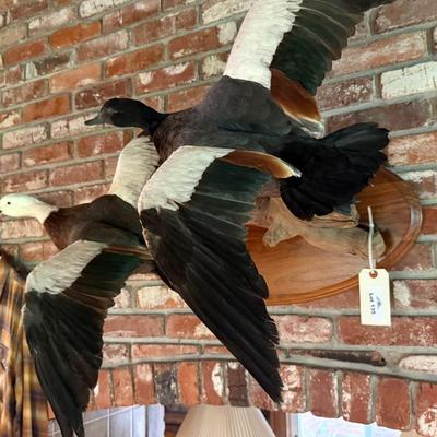 Sale Photo Thumbnail #402: pair of matching flying taxidermy ducks on stand