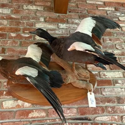 Sale Photo Thumbnail #400: pair of matching flying taxidermy ducks on stand