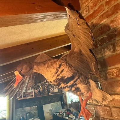 Sale Photo Thumbnail #407: Landing Duck Taxidermy Mount as shown