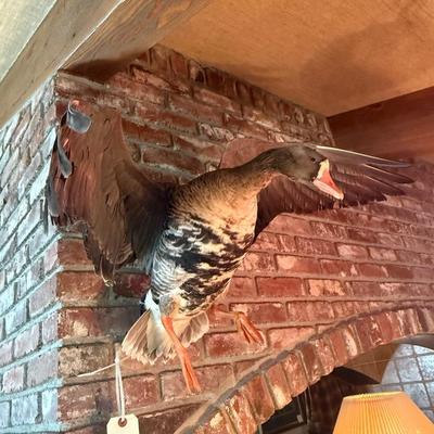 Sale Photo Thumbnail #405: Landing Duck Taxidermy Mount as shown