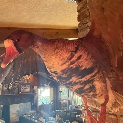 Sale Photo Thumbnail #406: Landing Duck Taxidermy Mount as shown