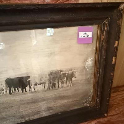Sale Photo Thumbnail #972: 6' l x 27”t Original Cattle Drive Photo by R.L. Kelly