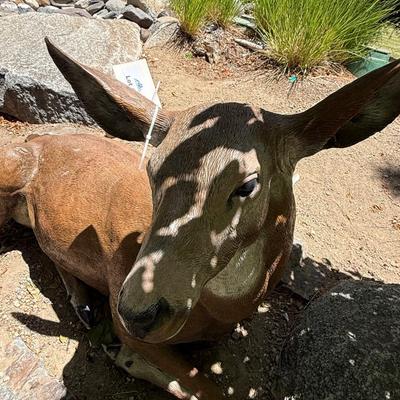 Sale Photo Thumbnail #1425: Laying Down outdoor Doe / Deer yard decoration
This item will require special logistics to remove it from the yard. We are not loading or transporting these large items. They must be removed carefully not to disturb the surroundings.