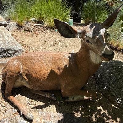 Sale Photo Thumbnail #1422: Laying Down outdoor Doe / Deer yard decoration
This item will require special logistics to remove it from the yard. We are not loading or transporting these large items. They must be removed carefully not to disturb the surroundings.