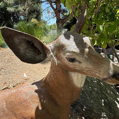 Sale Photo Thumbnail #1424: Laying Down outdoor Doe / Deer yard decoration
This item will require special logistics to remove it from the yard. We are not loading or transporting these large items. They must be removed carefully not to disturb the surroundings.