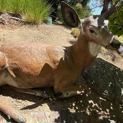 Sale Photo Thumbnail #1423: Laying Down outdoor Doe / Deer yard decoration
This item will require special logistics to remove it from the yard. We are not loading or transporting these large items. They must be removed carefully not to disturb the surroundings.