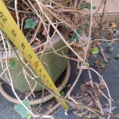 Outdoor Plant in Ceramic Planter Pot and Topiary Centerpiece Choice B
