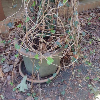 Outdoor Plant in Ceramic Planter Pot and Topiary Centerpiece Choice B
