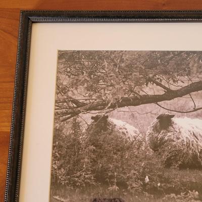 Aletha Rector Sheep Sculpture and "Sheep Twins" Photograph (BR1-EL)