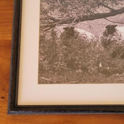 Aletha Rector Sheep Sculpture and "Sheep Twins" Photograph (BR1-EL)