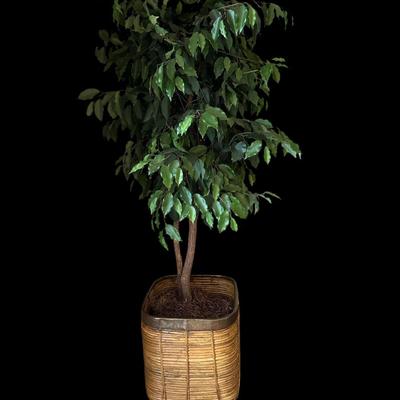 67” Tall Faux Ficus tree and plantar