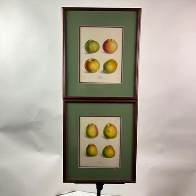 Sale Photo Thumbnail #1518: Art is showcasing multiple types of pears
both are double matted, slight scratches on both frames
London, 1831
Measurements:
16.25" in width, 19" in height