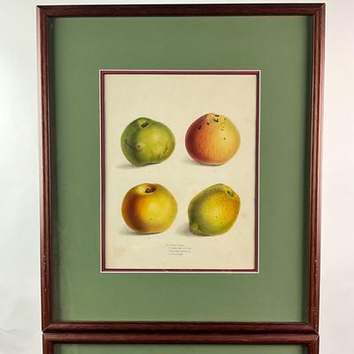 Sale Photo Thumbnail #1519: Art is showcasing multiple types of pears
both are double matted, slight scratches on both frames
London, 1831
Measurements:
16.25" in width, 19" in height