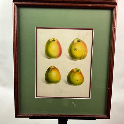 Sale Photo Thumbnail #1520: Art is showcasing multiple types of pears
both are double matted, slight scratches on both frames
London, 1831
Measurements:
16.25" in width, 19" in height