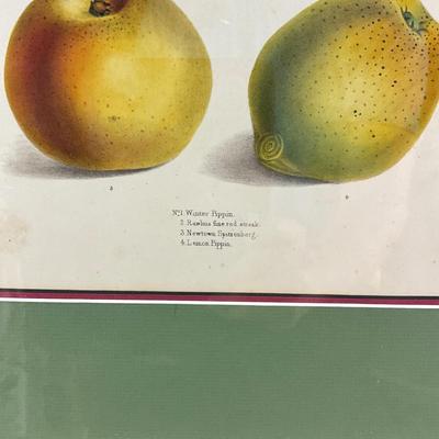 Sale Photo Thumbnail #1523: Art is showcasing multiple types of pears
both are double matted, slight scratches on both frames
London, 1831
Measurements:
16.25" in width, 19" in height