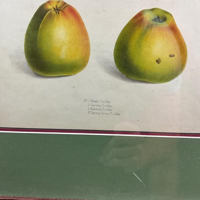 Sale Photo Thumbnail #1521: Art is showcasing multiple types of pears
both are double matted, slight scratches on both frames
London, 1831
Measurements:
16.25" in width, 19" in height