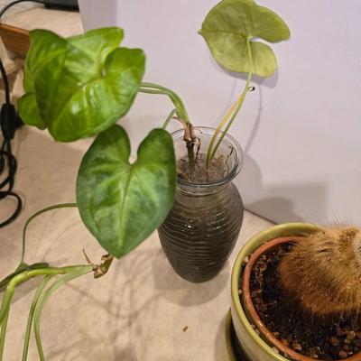 Live Plant Lot – Assorted Houseplant rooting's & Cactus in Decorative Vases