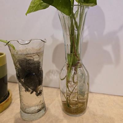 Live Plant Lot – Assorted Houseplant rooting's & Cactus in Decorative Vases