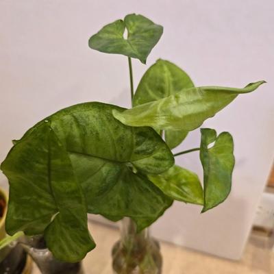 Live Plant Lot – Assorted Houseplant rooting's & Cactus in Decorative Vases