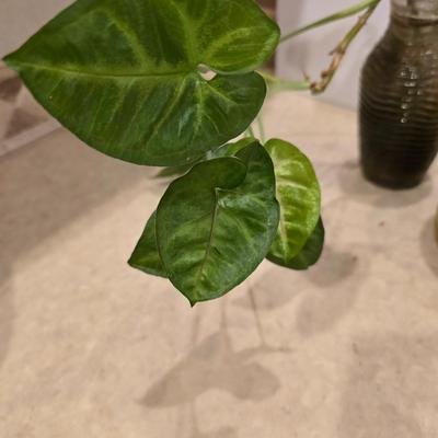 Live Plant Lot – Assorted Houseplant rooting's & Cactus in Decorative Vases