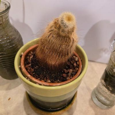 Live Plant Lot – Assorted Houseplant rooting's & Cactus in Decorative Vases