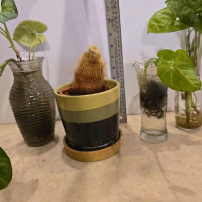 Live Plant Lot – Assorted Houseplant rooting's & Cactus in Decorative Vases