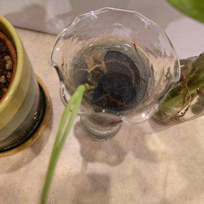 Live Plant Lot – Assorted Houseplant rooting's & Cactus in Decorative Vases