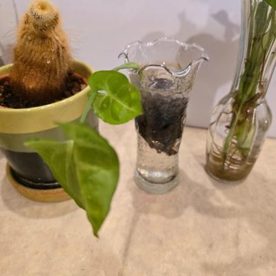Live Plant Lot – Assorted Houseplant rooting's & Cactus in Decorative Vases
