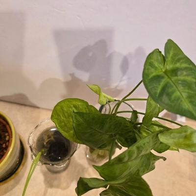 Live Plant Lot – Assorted Houseplant rooting's & Cactus in Decorative Vases