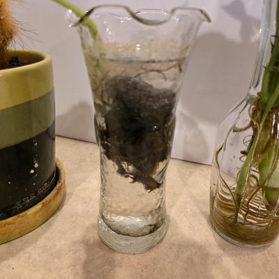 Live Plant Lot – Assorted Houseplant rooting's & Cactus in Decorative Vases