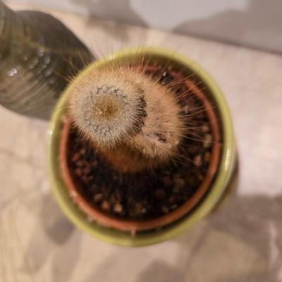 Live Plant Lot – Assorted Houseplant rooting's & Cactus in Decorative Vases