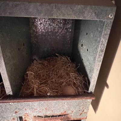 Metal Nesting Box Complete W/Chickens! (D-RG)