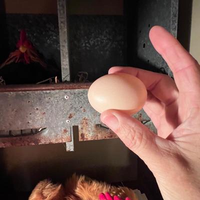 Metal Nesting Box Complete W/Chickens! (D-RG)