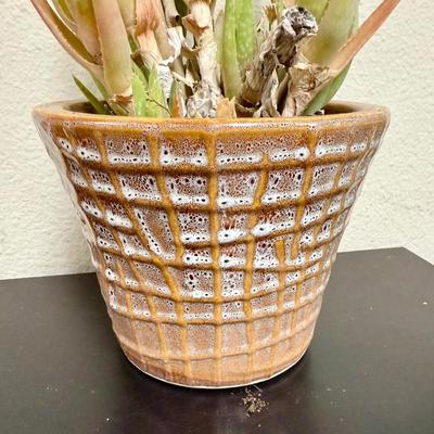 Sale Photo Thumbnail #505: Pot is in good condition, plant could us some TLC