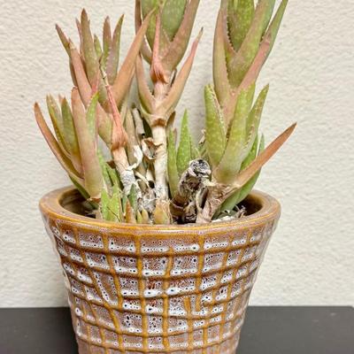 Sale Photo Thumbnail #504: Pot is in good condition, plant could us some TLC