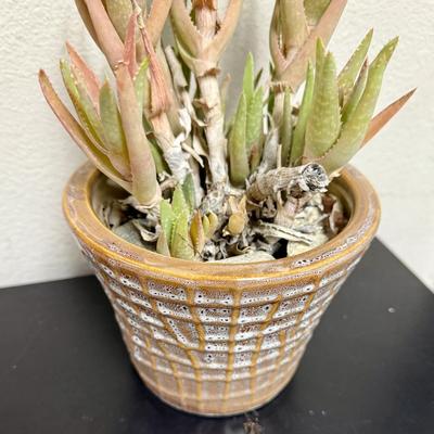 Sale Photo Thumbnail #506: Pot is in good condition, plant could us some TLC