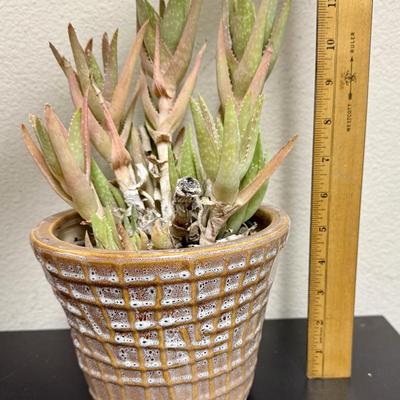 Sale Photo Thumbnail #507: Pot is in good condition, plant could us some TLC