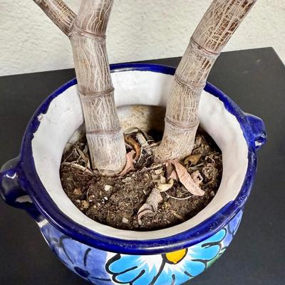 Sale Photo Thumbnail #511: Pot is in good condition, plant included