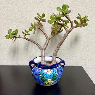 Sale Photo Thumbnail #508: Pot is in good condition, plant included