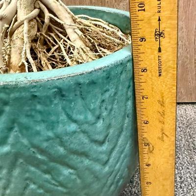 Sale Photo Thumbnail #516: pot is in good condition, plant needs TLC.