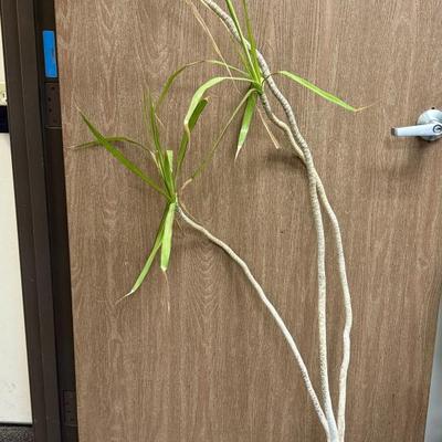 Sale Photo Thumbnail #512: pot is in good condition, plant needs TLC.