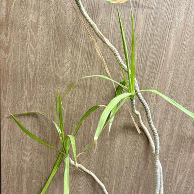 Sale Photo Thumbnail #515: pot is in good condition, plant needs TLC.