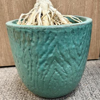 Sale Photo Thumbnail #514: pot is in good condition, plant needs TLC.