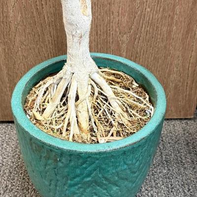 Sale Photo Thumbnail #513: pot is in good condition, plant needs TLC.